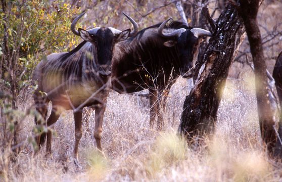 Image of Blue Wildebeest