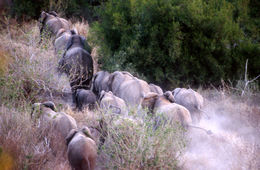 Image of African bush elephant