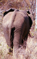 Image of African bush elephant