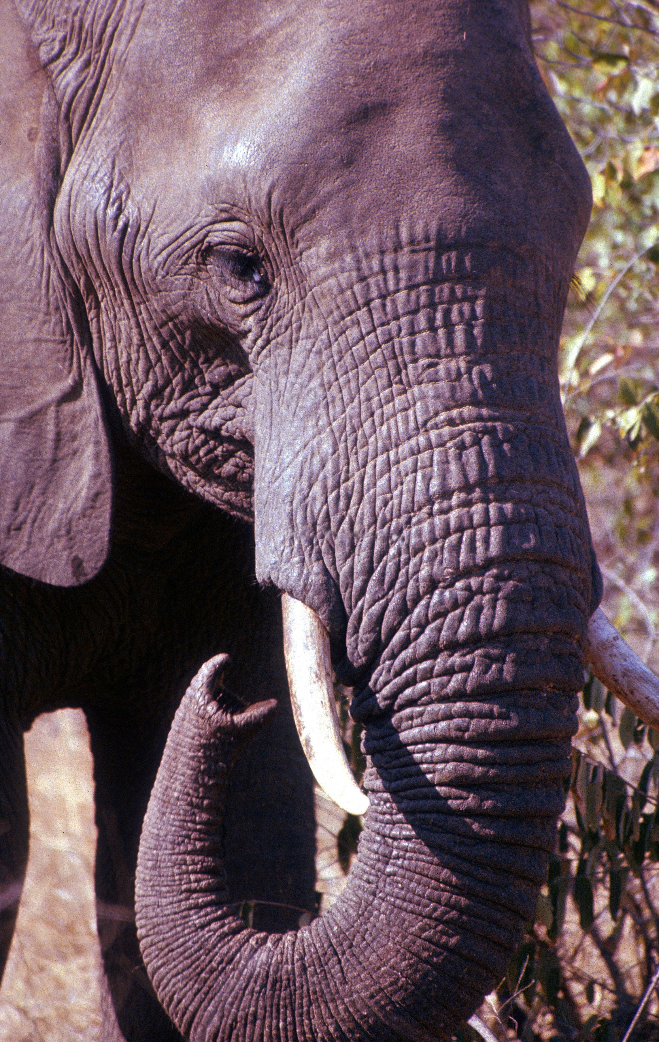 Image of African bush elephant