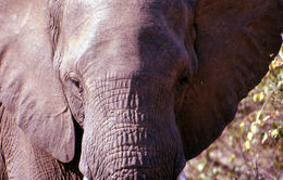 Image of African bush elephant