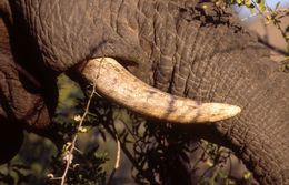 Image of African bush elephant