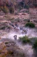 Image of African bush elephant