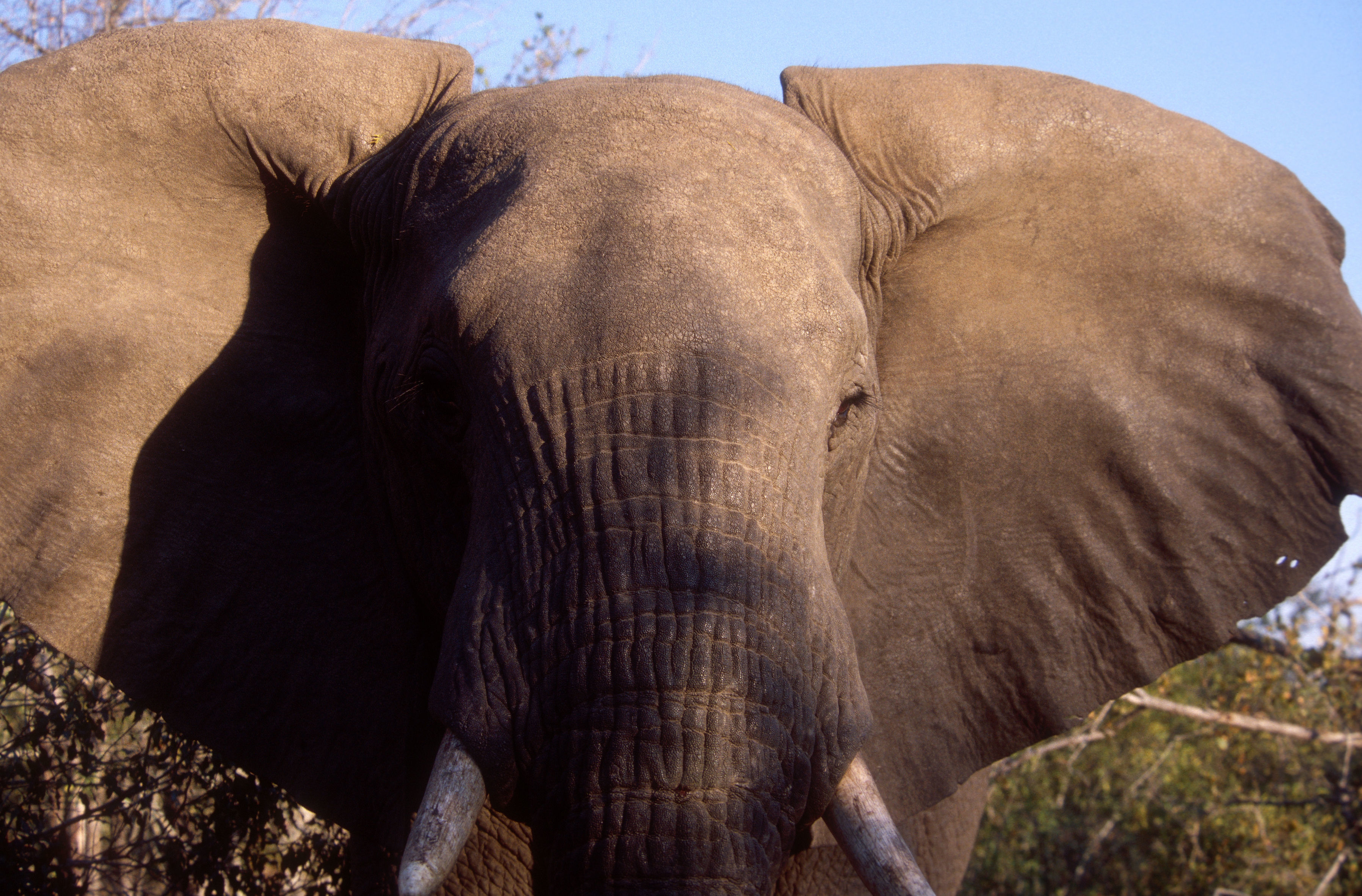 Image of African bush elephant