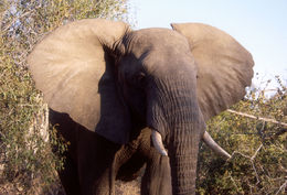 Image of African bush elephant