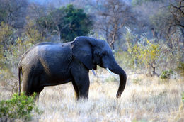 Image of African bush elephant