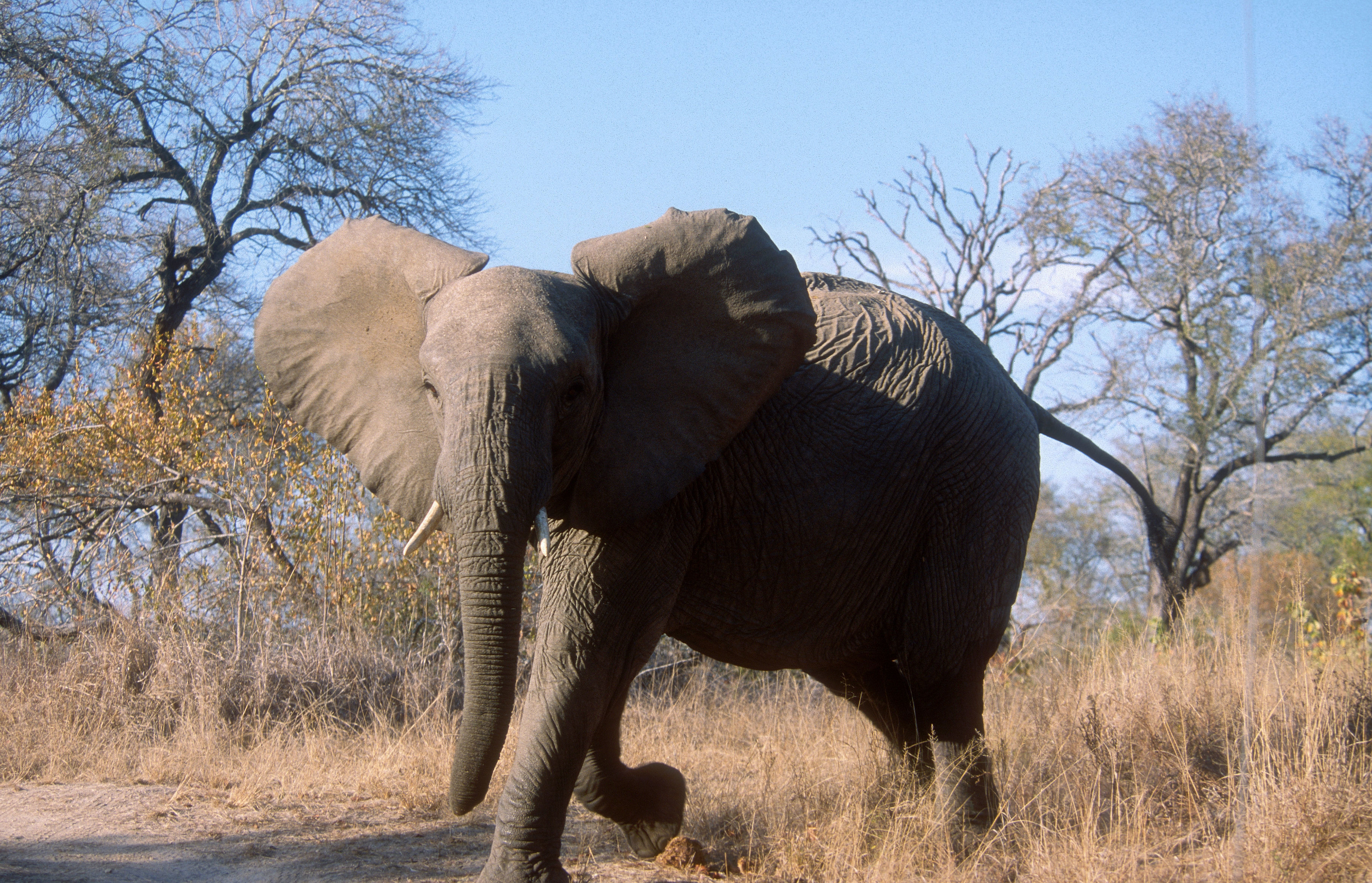 Image of African bush elephant