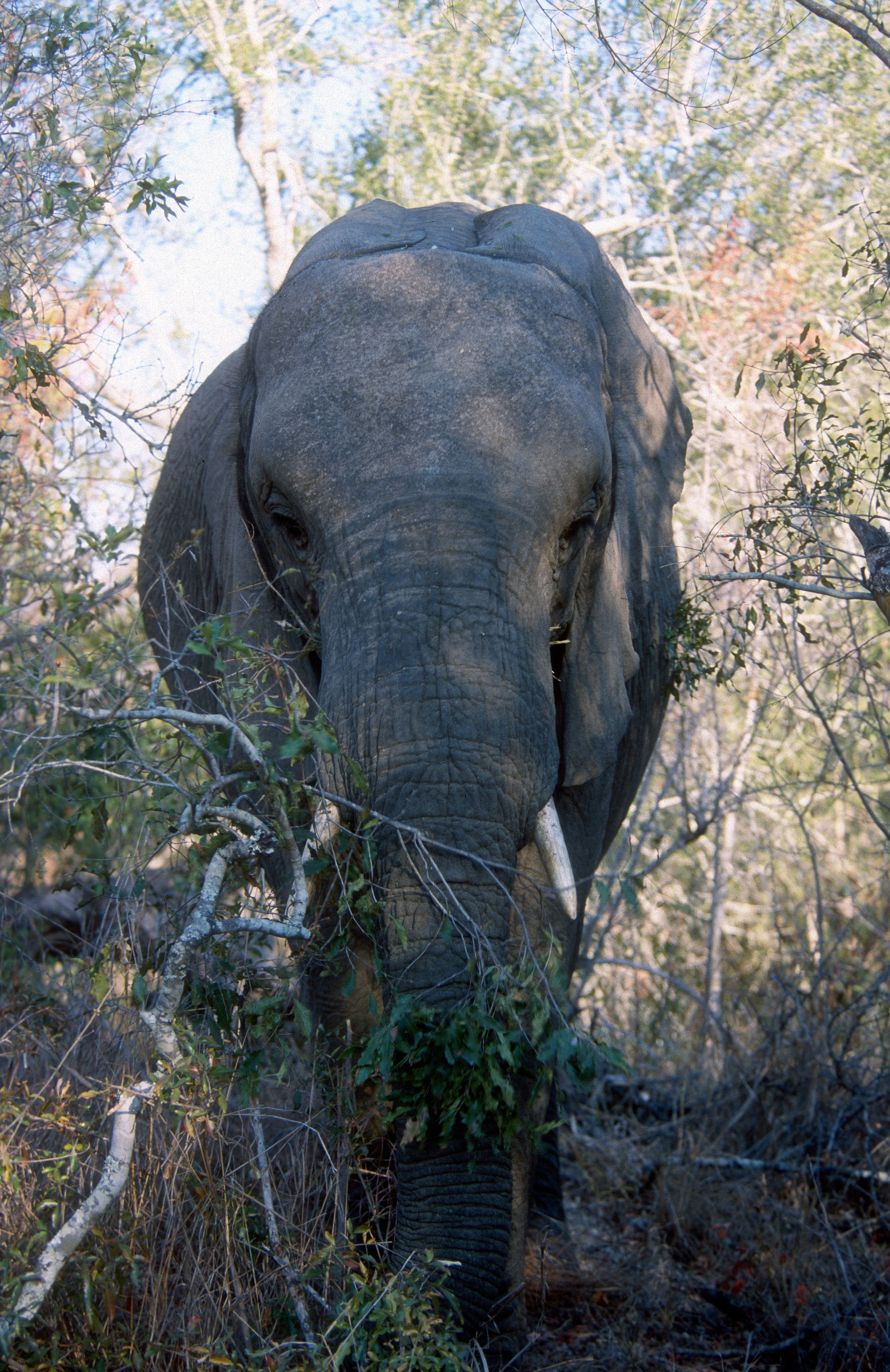 Image of African bush elephant