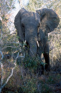 Image of African bush elephant