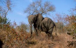 Image of African bush elephant