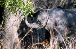 Image of African bush elephant