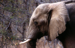 Image of African bush elephant