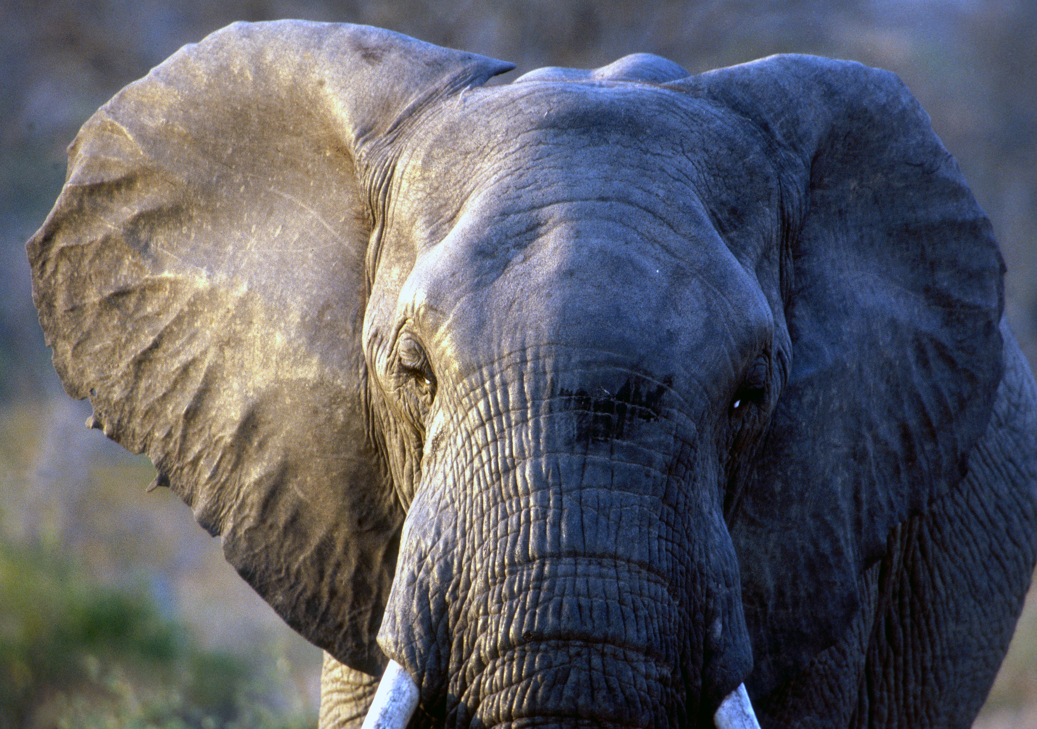 Image of African bush elephant