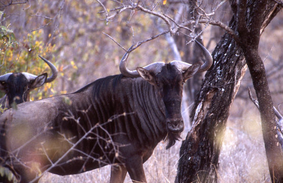 Image of Blue Wildebeest