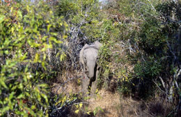 Image of African bush elephant