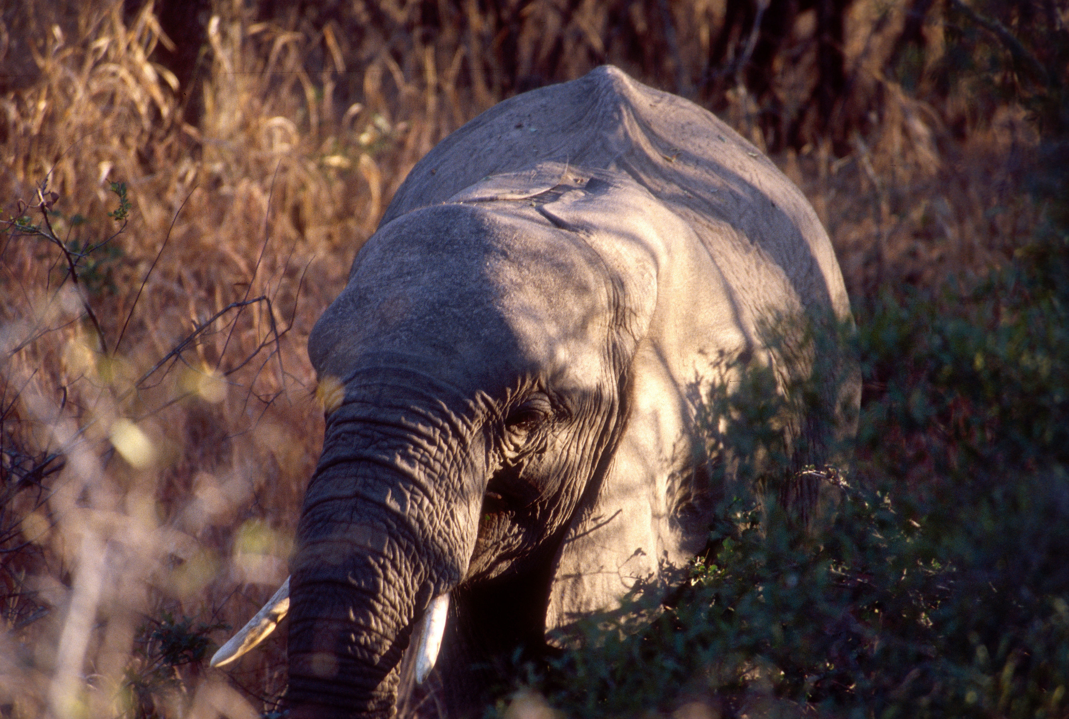 Image of African bush elephant