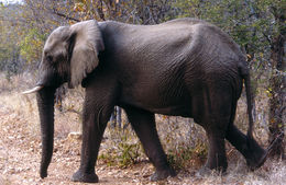 Image of African bush elephant