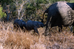 Image of African bush elephant