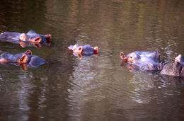 Image of Common Hippopotamus