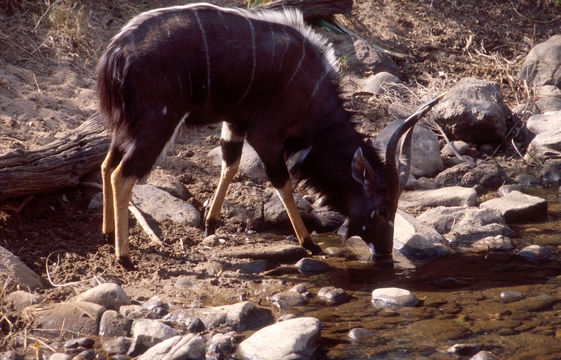 Image of Nyala