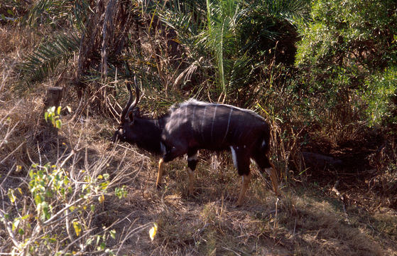 Image of Nyala