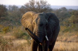 Image of African bush elephant