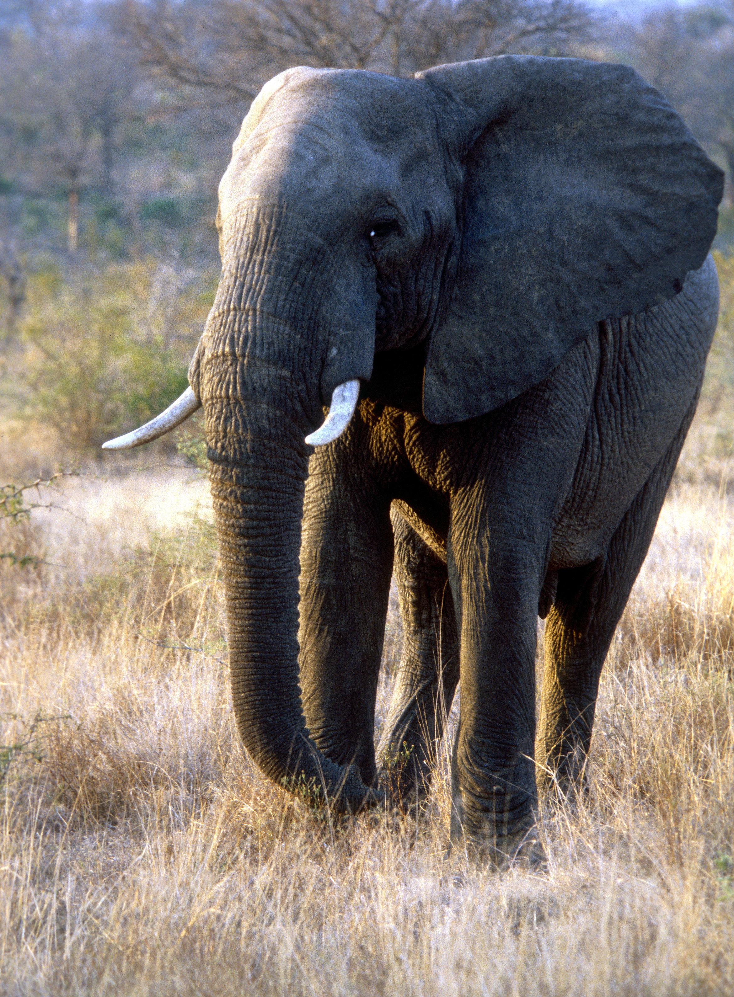 Image of African bush elephant