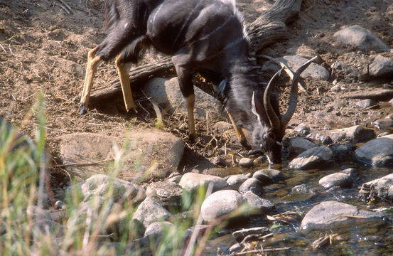 Image of Nyala