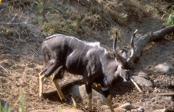 Image of Nyala