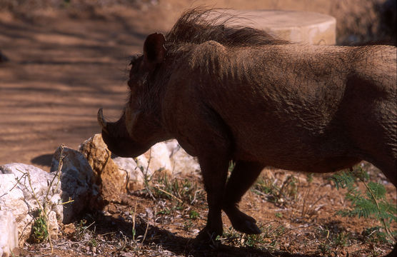 Image of Desert Warthog