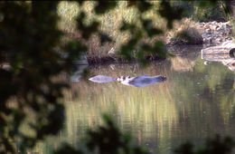 Image of Common Hippopotamus