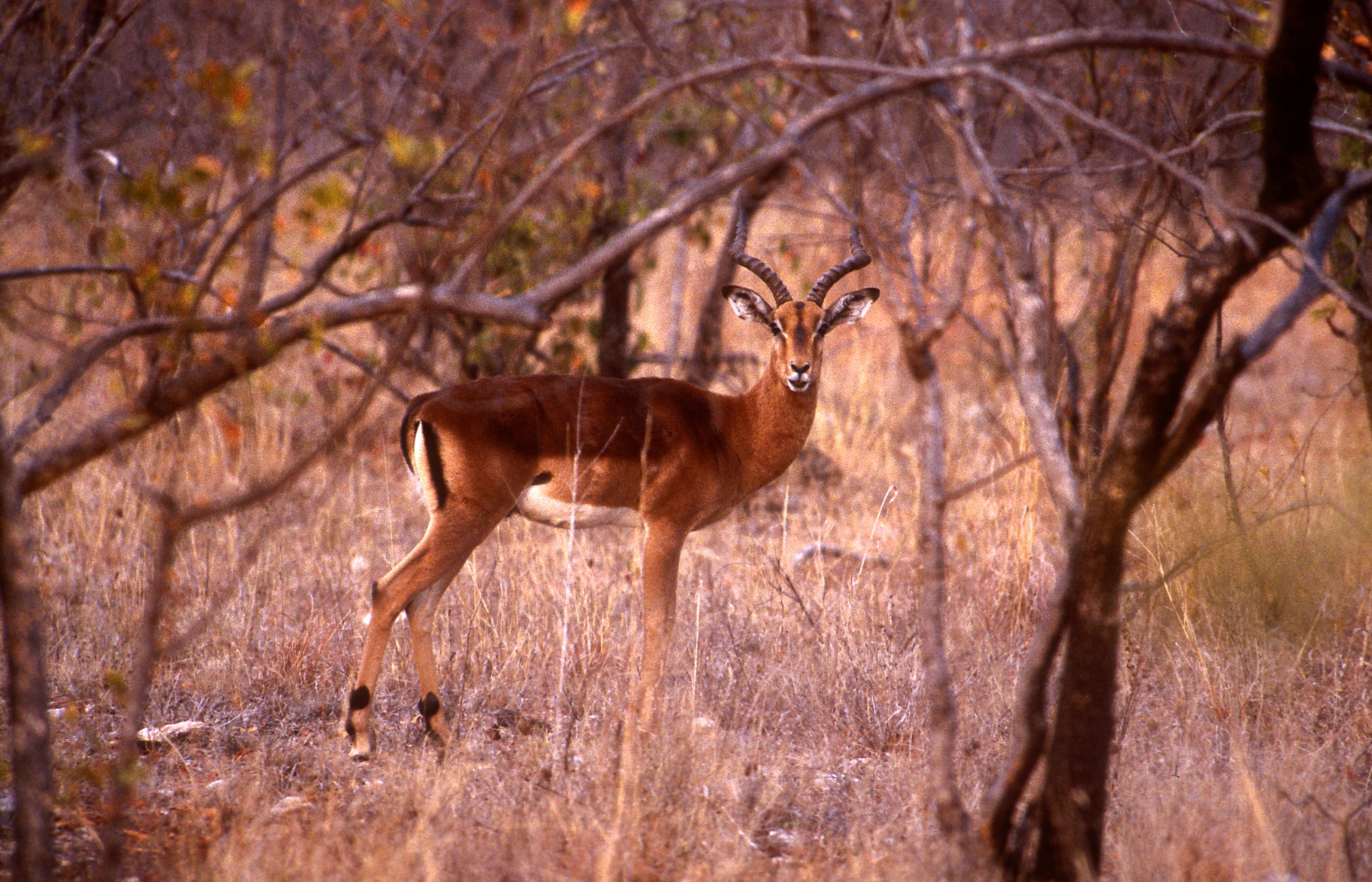 Sivun Impala kuva