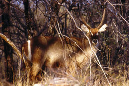 Image of Ellipsen Waterbuck