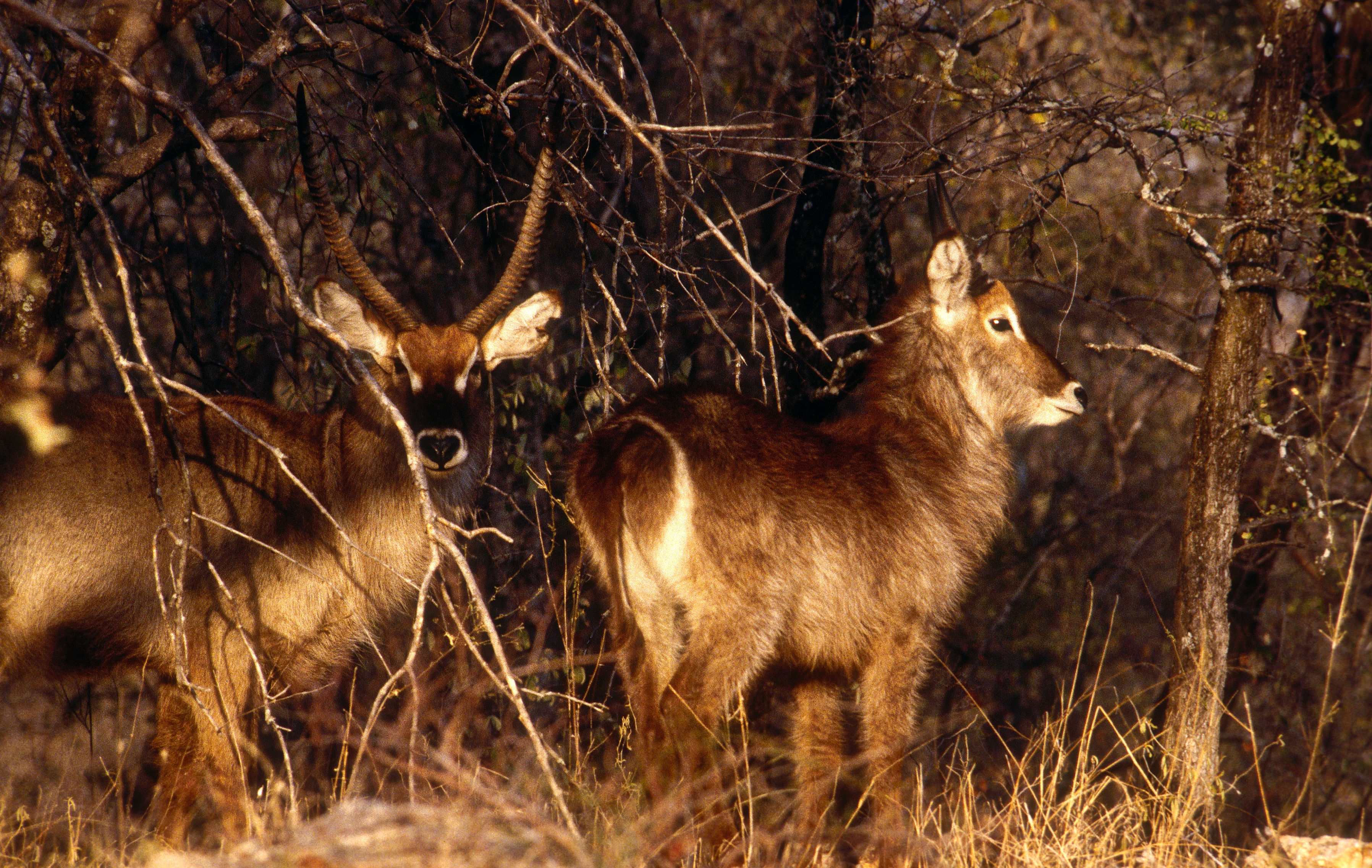 Image of Ellipsen Waterbuck