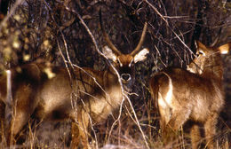 Image of Ellipsen Waterbuck