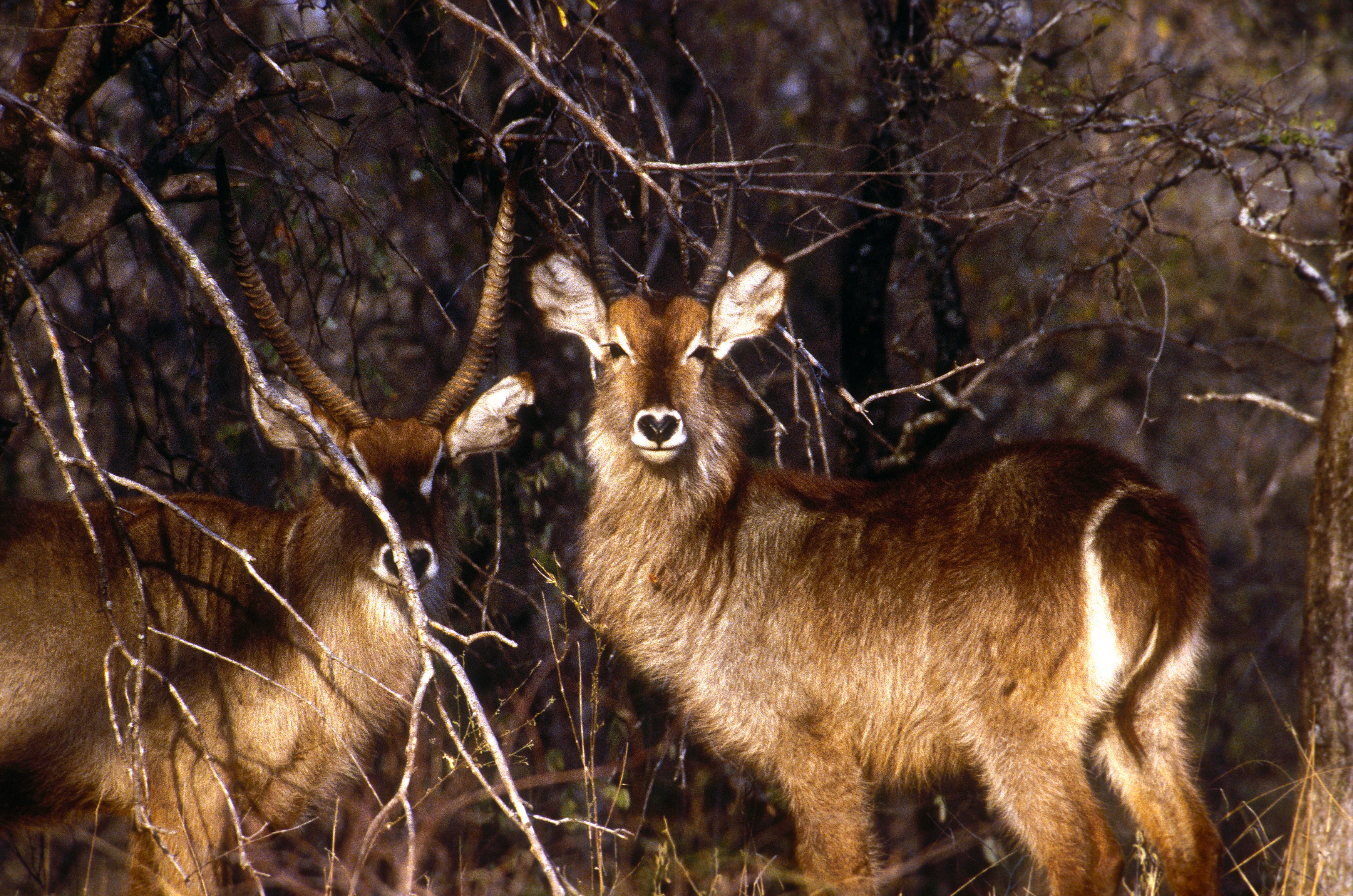 Image of Ellipsen Waterbuck