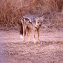 Image of Side-striped Jackal