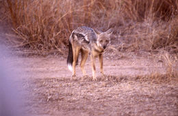 Imagem de Chacal-prateado