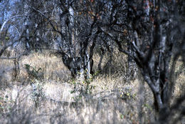 Image of Ellipsen Waterbuck