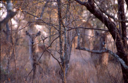 Image of Ellipsen Waterbuck