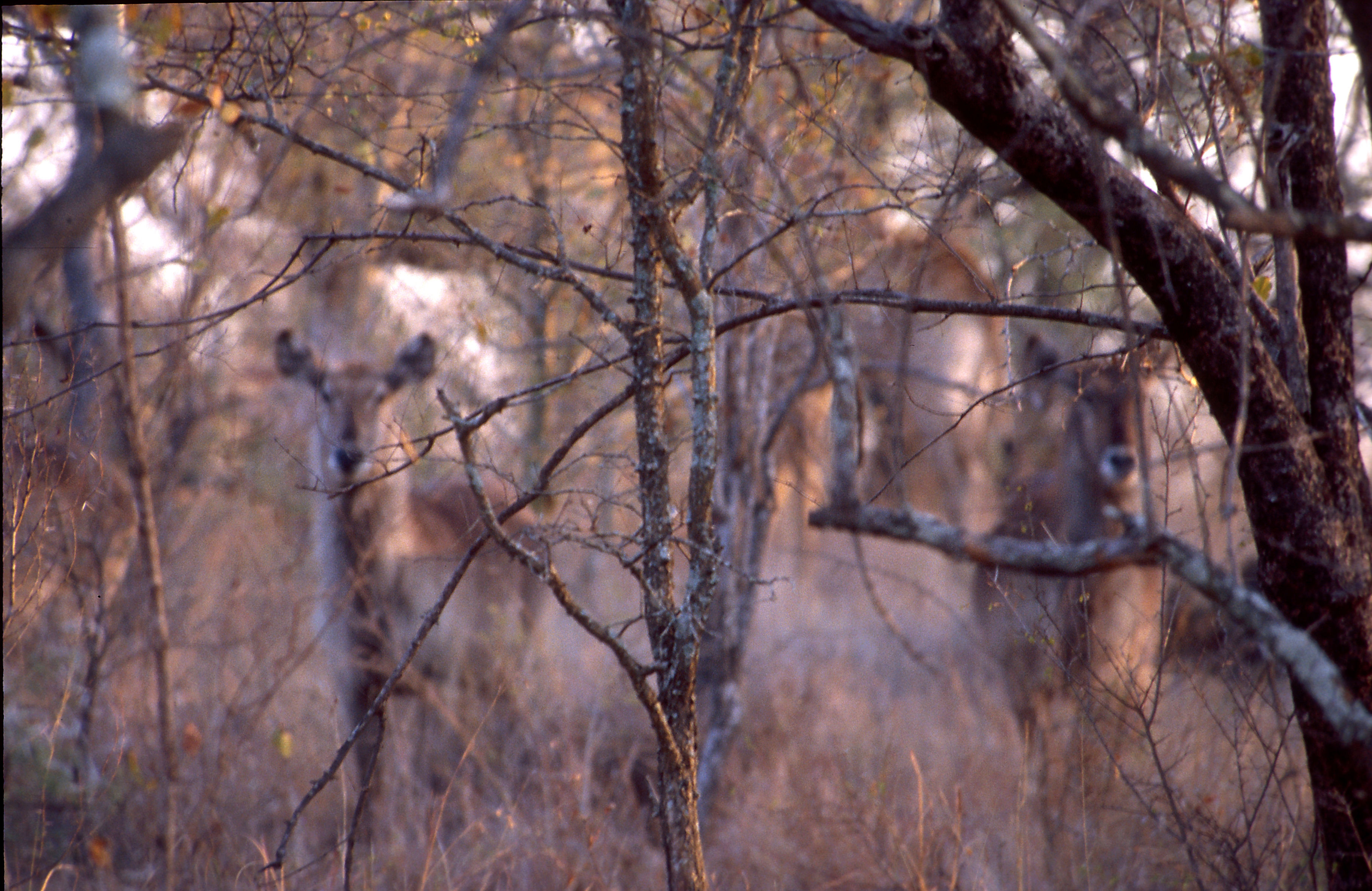 Image of Ellipsen Waterbuck