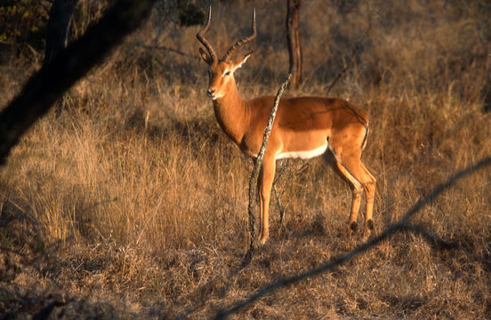 Sivun Impala kuva