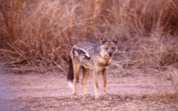 Imagem de Chacal-prateado