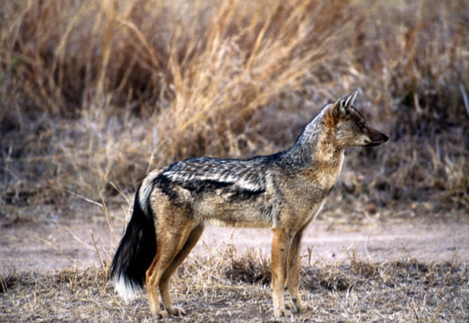 Image of Side-striped Jackal