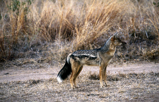 Image of Side-striped Jackal