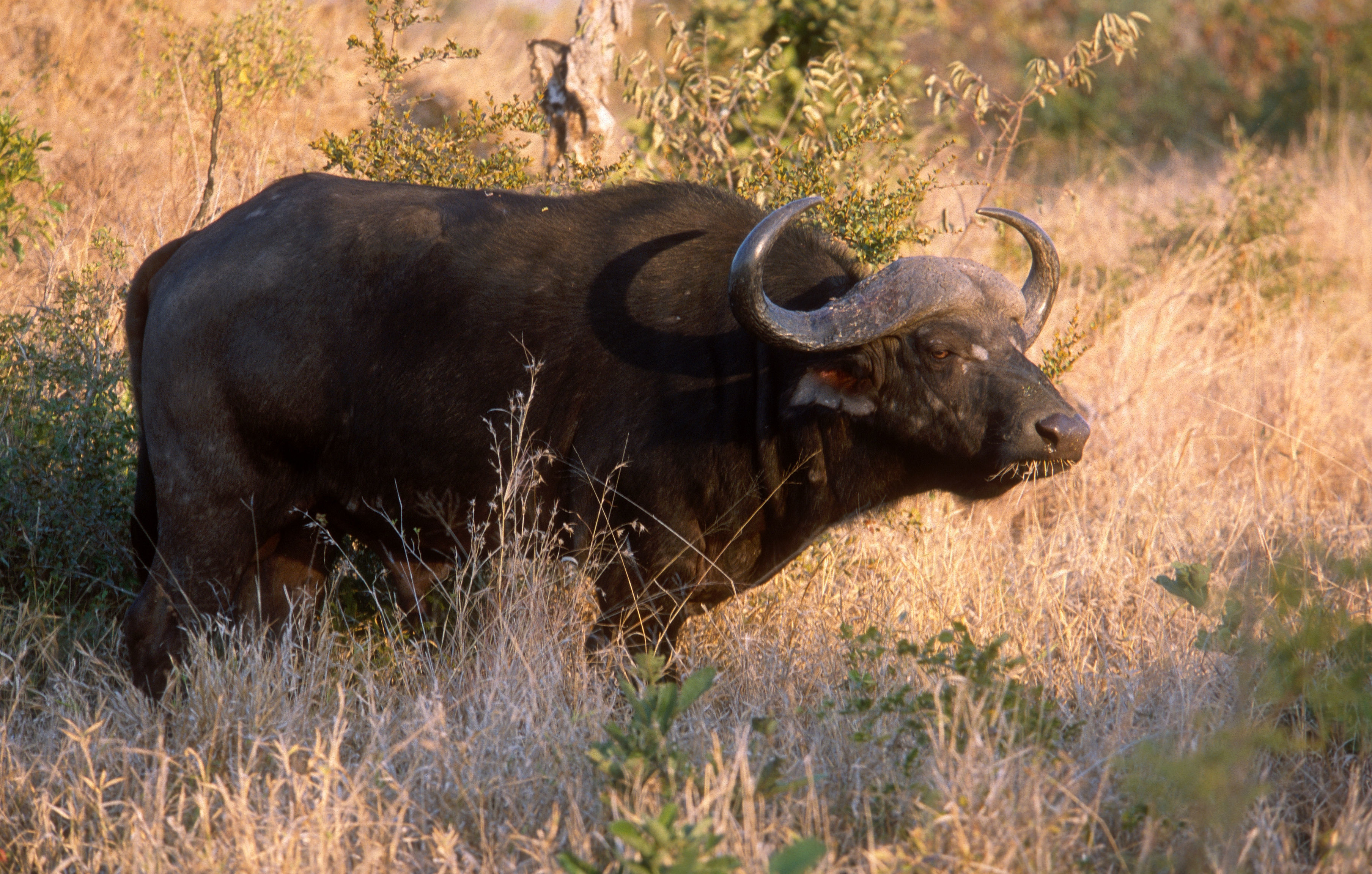 非洲水牛的圖片