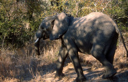 Image of African bush elephant