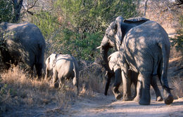 Image of African bush elephant