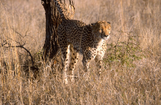 Image of cheetah