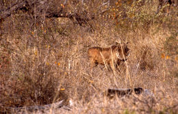 Image of Desert Warthog